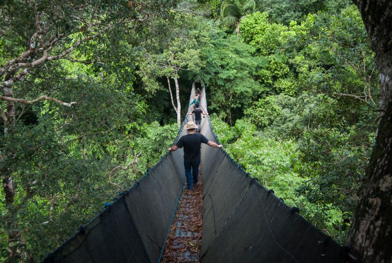 Canopy walk - Amazonie Pérou